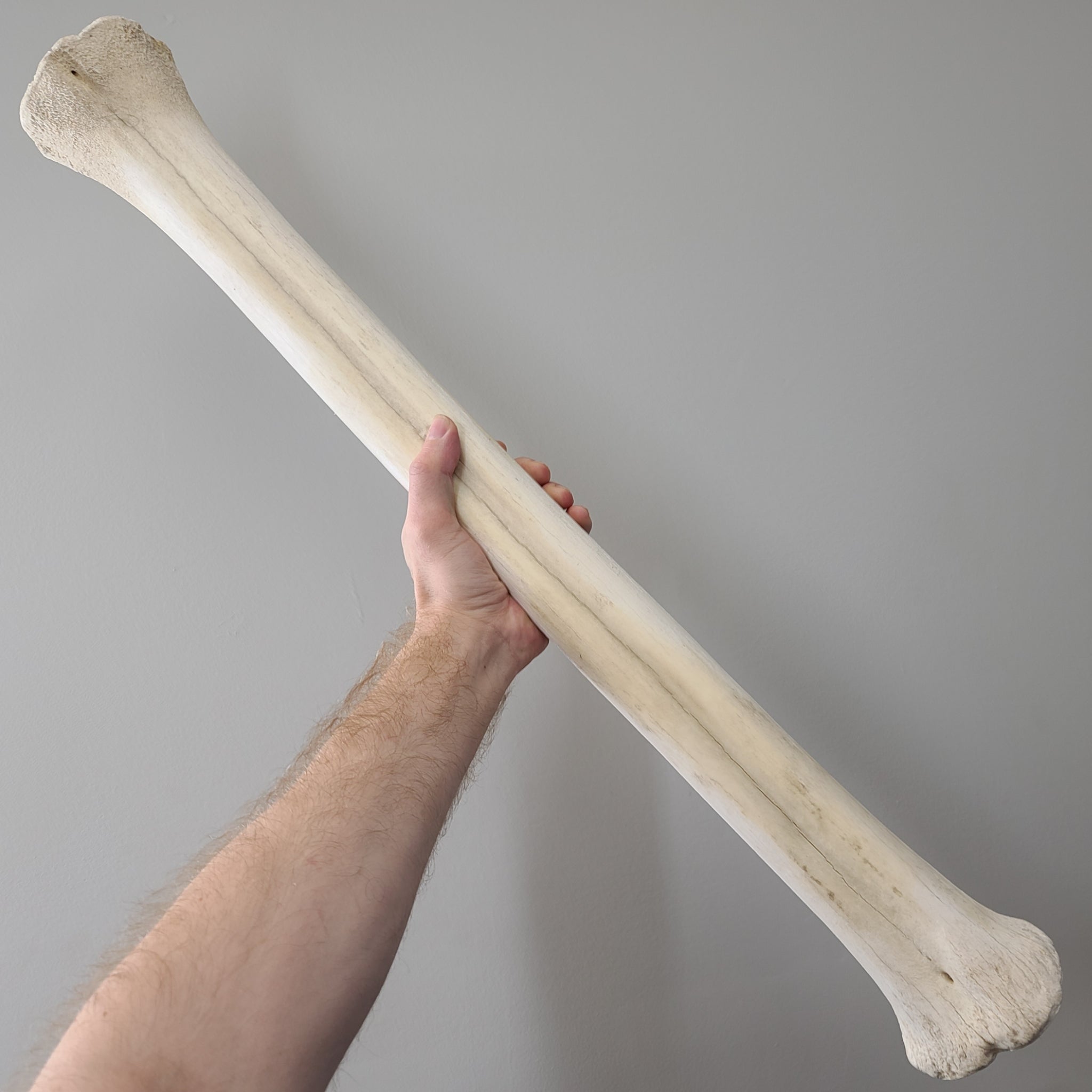 Giraffe Leg Bones | SkullStore Inc.