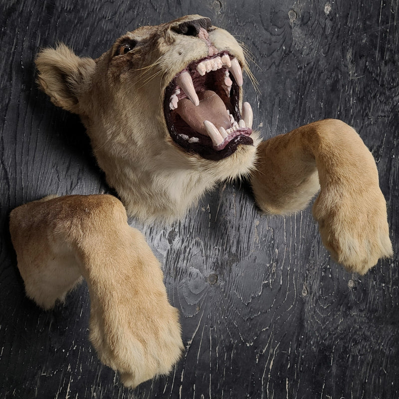 Lion Taxidermy Wallmount (SALE)