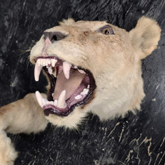 Lion Taxidermy Wallmount (SALE)