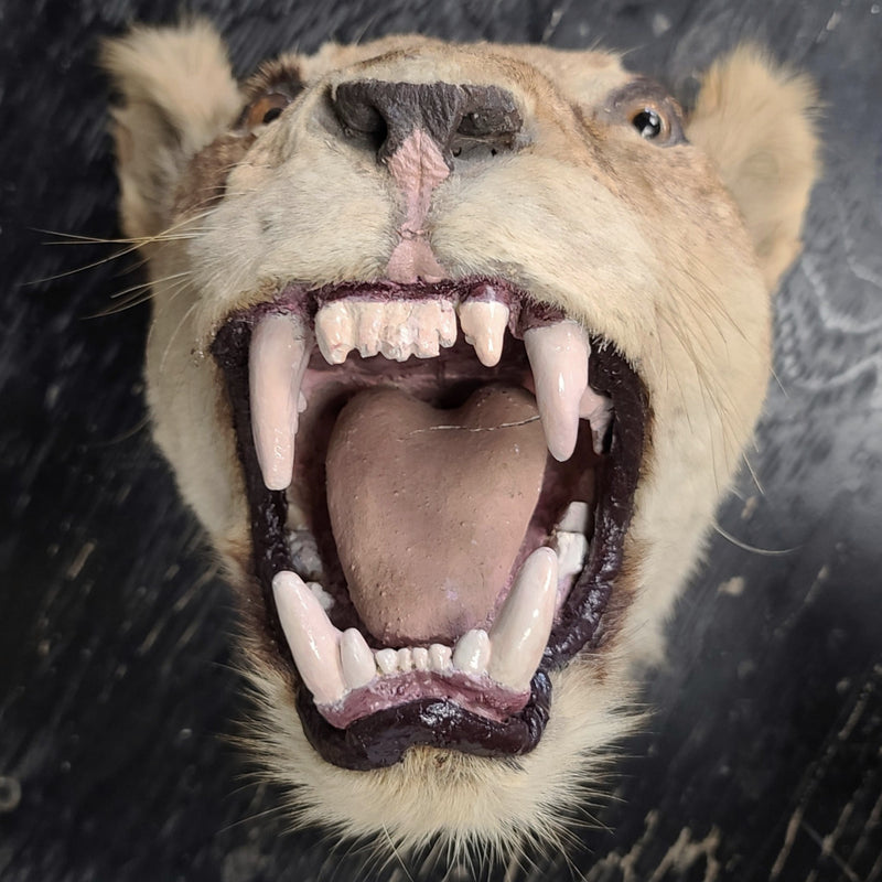 Lion Taxidermy Wallmount (SALE)