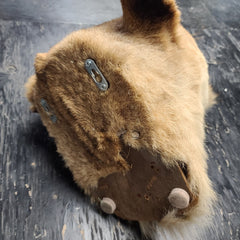 Lion Taxidermy Wallmount (SALE)