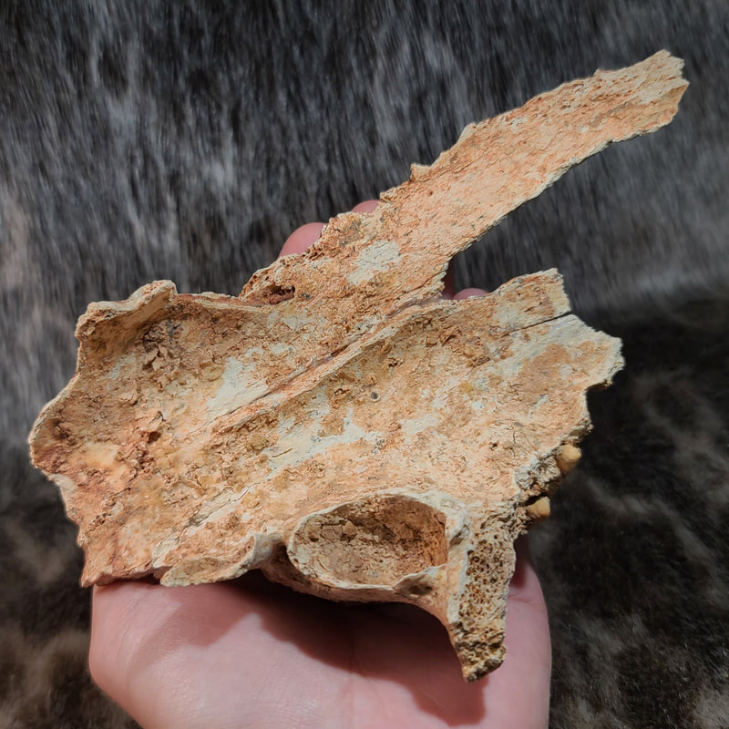 Cave Bear Skull Segment