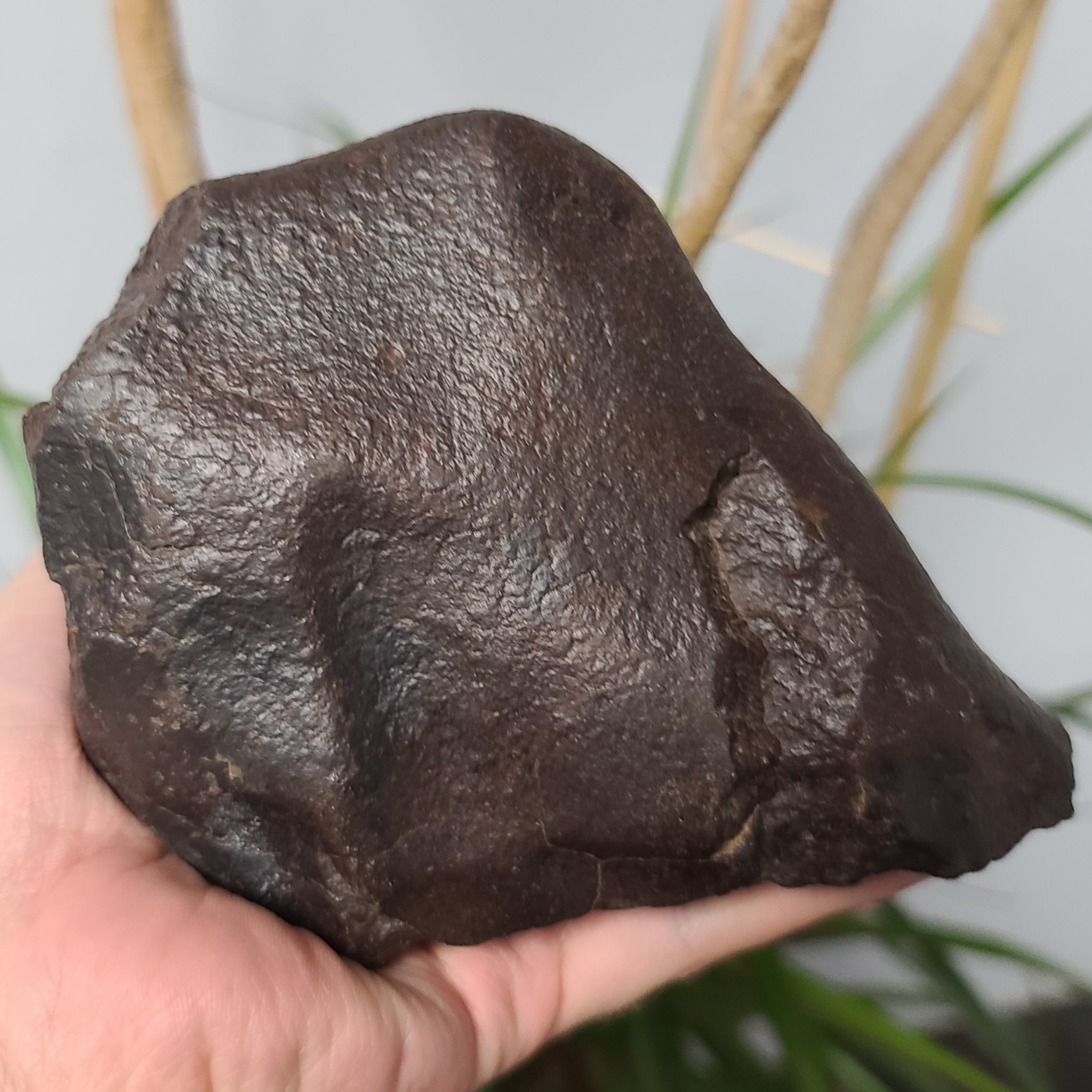 Meteorite XL, NWA (1.85kg) | SkullStore Inc.