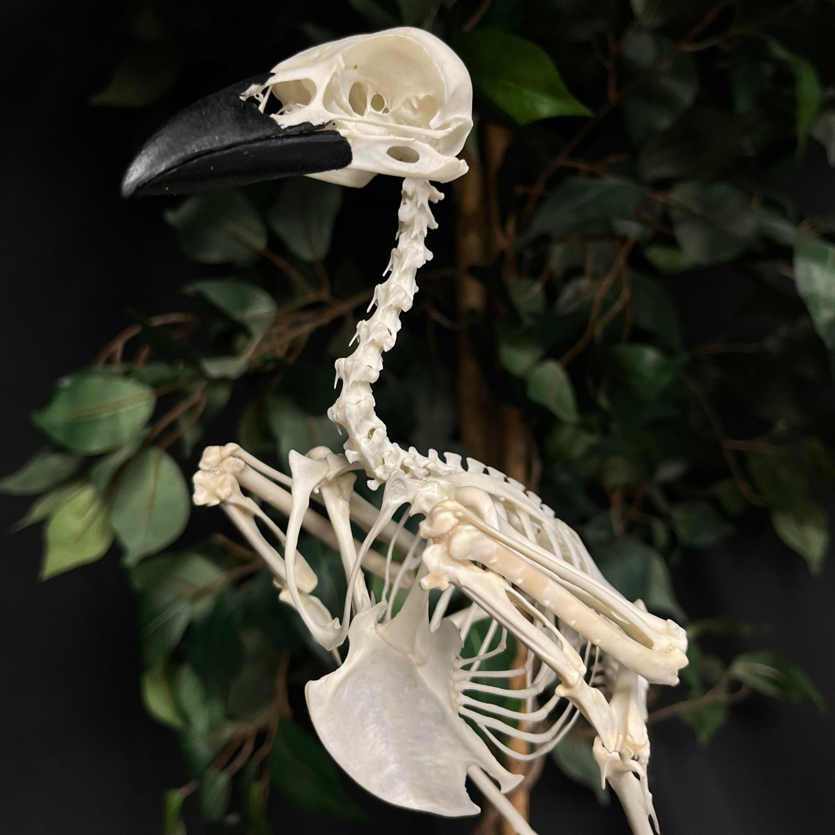 Carrion Crow Skeleton, Articulated | SkullStore Inc.