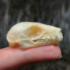 Leschenault's Rousette Bat Skulls