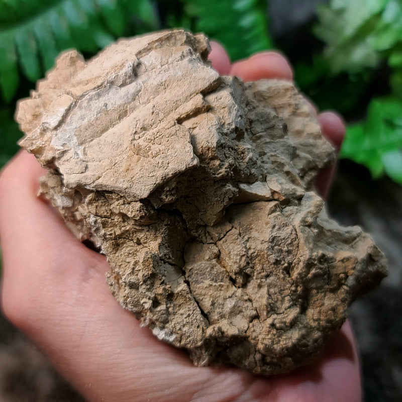 Oreodont Fossil Skull H