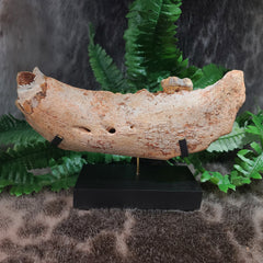 SkullStore // The world's top online oddity and natural history store! -  Page 28