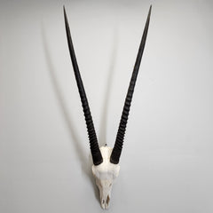 Gemsbok Oryx Skull XL