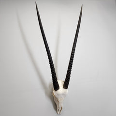 Gemsbok Oryx Skull XL