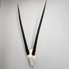 Gemsbok Oryx Skull XL