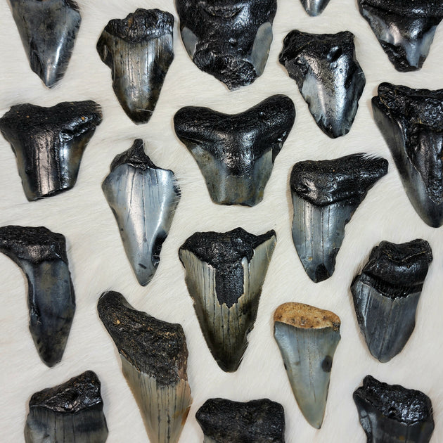 Megalodon Teeth, 1.5