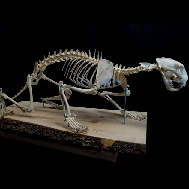 Cougar Skeleton (SALE) | SkullStore Inc.