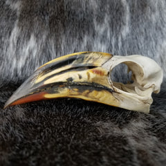 African Pied Hornbill Skull, Male (SALE)