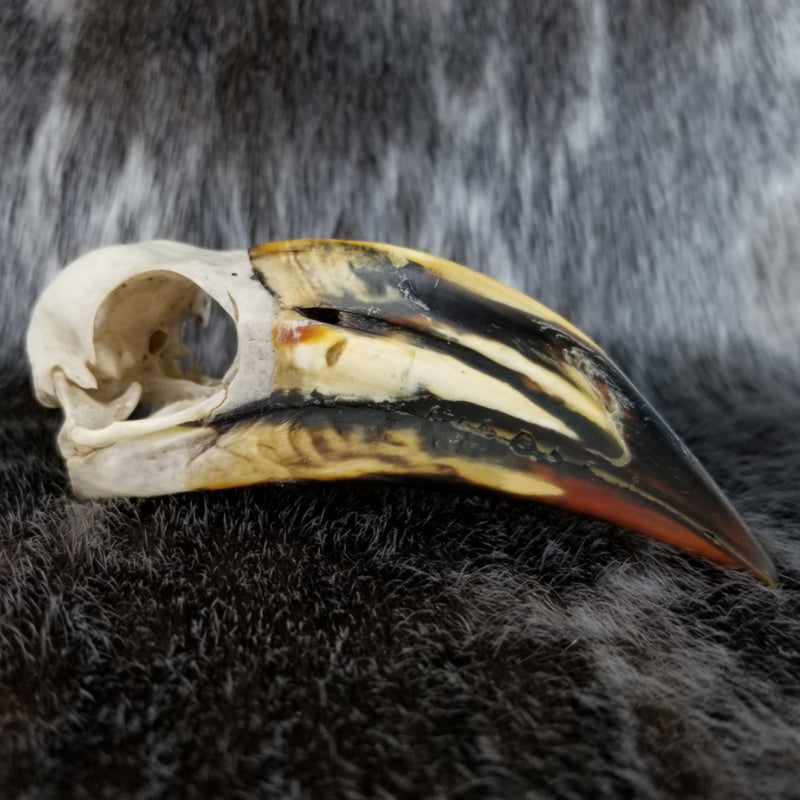 African Pied Hornbill Skull, Male (SALE)