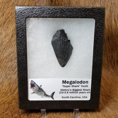 Megalodon Teeth, Framed