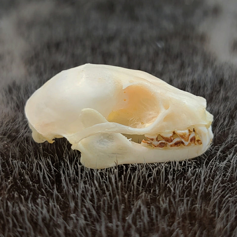 Greater Short-Nosed Fruit Bat Skull