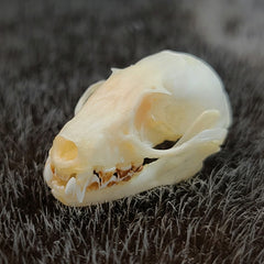 Greater Short-Nosed Fruit Bat Skull