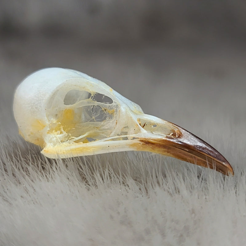 Sooty-Headed Bulbul Bird Skulls