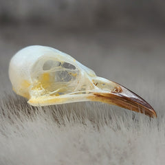 Sooty-Headed Bulbul Bird Skulls