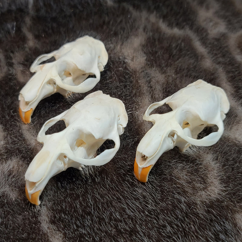 Muskrat Skull Tops