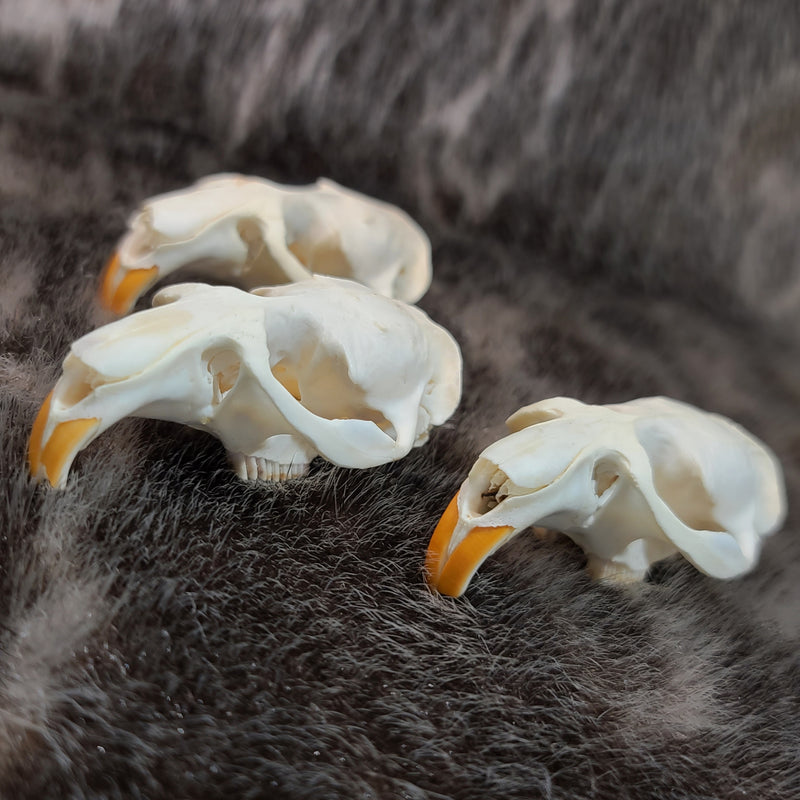 Muskrat Skull Tops