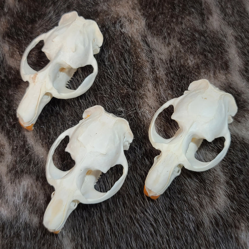 Muskrat Skull Tops