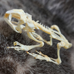 Black Spectacled Toad Skeletons (SALE)