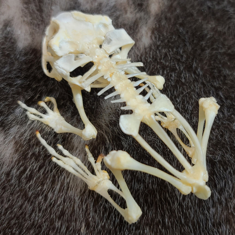 Black Spectacled Toad Skeletons (SALE)