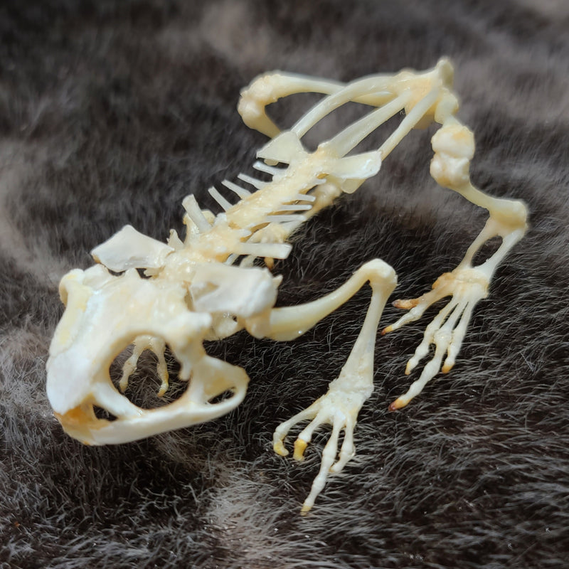 Black Spectacled Toad Skeletons (SALE)