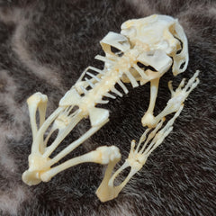 Black Spectacled Toad Skeletons (SALE)