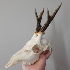 SkullStore // Buy Real Cruelty Free, Sustainable Animal Parts Online - Page  17