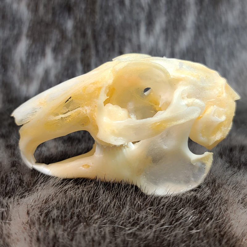 Indian Hare Skull