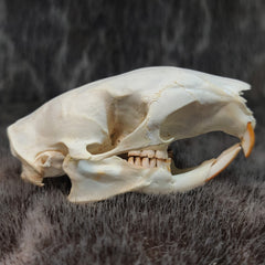 Brush Tailed Porcupine Skull