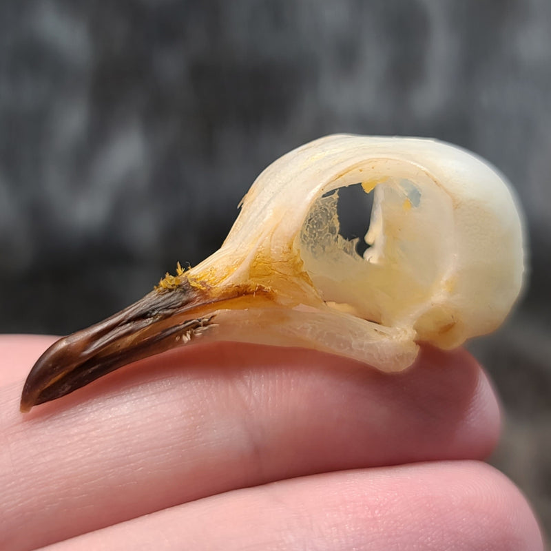 Spotted Dove Bird Skull