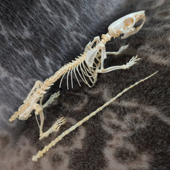 Brown Rat Skeleton, Articulated