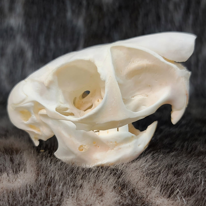 African Springhare Skull