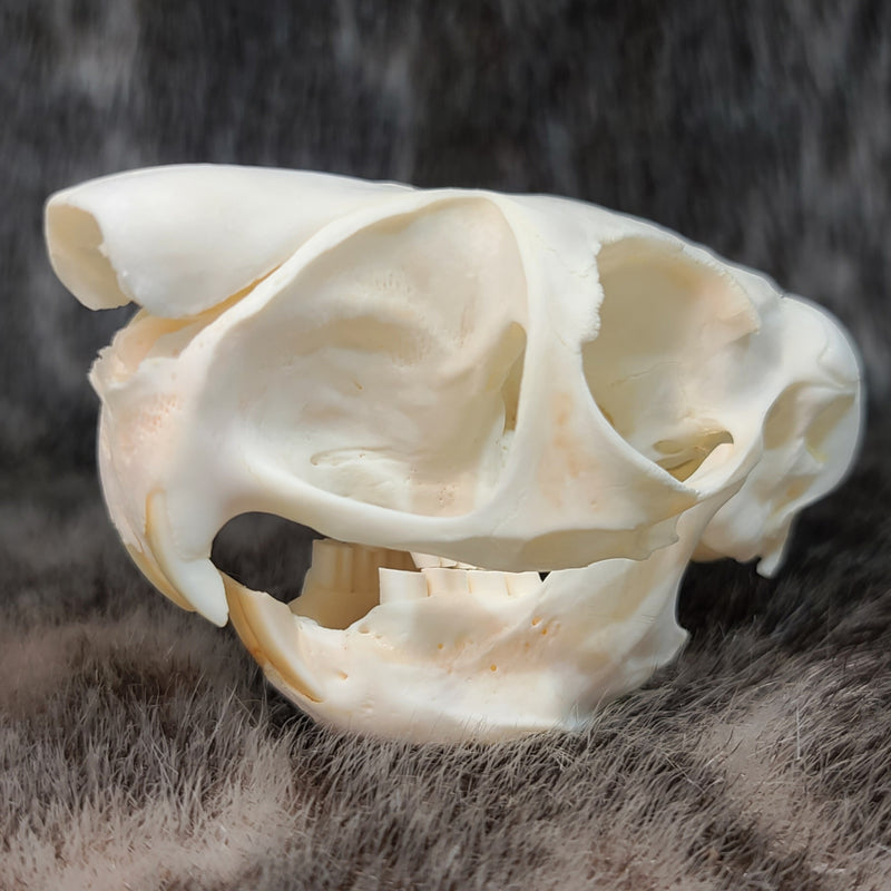 African Springhare Skull