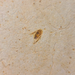 Fossil Aquatic Bug, A (Brazil)