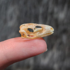 Sun Skink Skull