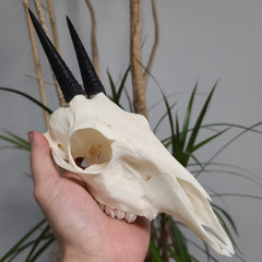 Grey Duiker Skull