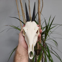 Grey Duiker Skull