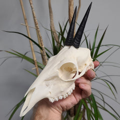 Grey Duiker Skull